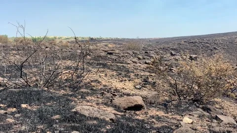 Bush Fire Aftermath with Burnt Ashes Field Arizona Video stock 134309601