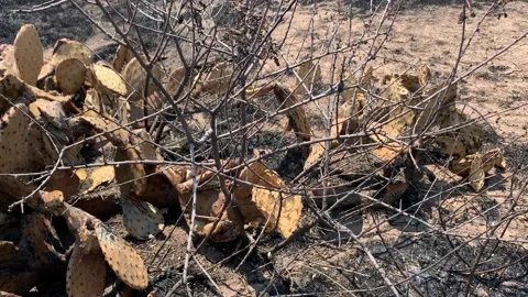 Bush Fire Aftermath with Burnt Cactus Ashes Arizona Stock Footage 134309721