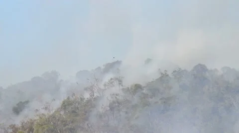 Bush fire also called scrub fire forest fire etc. gum trees Australia  Video stock 50342304