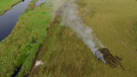 Bush fire and cattle by the Nyong river Video stock 80974718