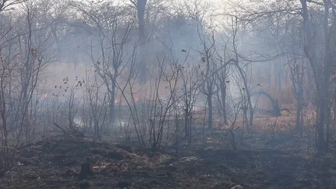Bush fire burning alongside road in Botswana Stock Footage 113960719