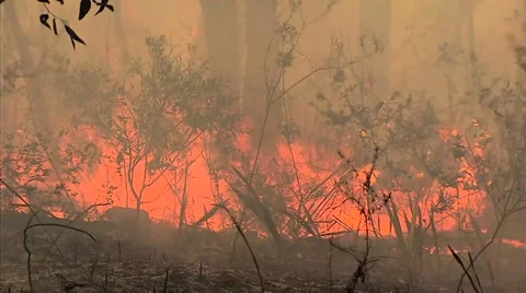 Bush fire burning Stock Footage 43042949