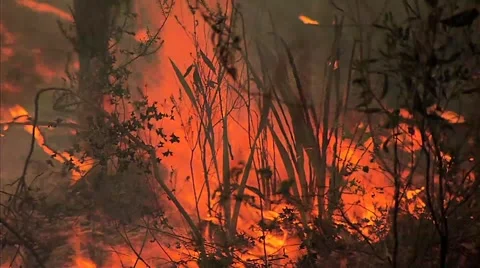 Bush fire burning Stock Footage 43042958