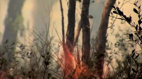 Bush fire burning Stock Footage 43043000
