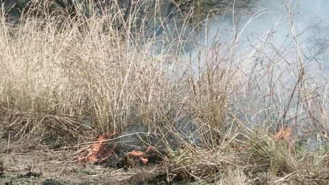 Bush fire consuming grass at the edge of forest panning shot Stock Footage 84028415