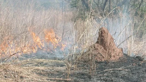 Bush fire consuming tall grass behind large termite mound Stock Footage 84028051
