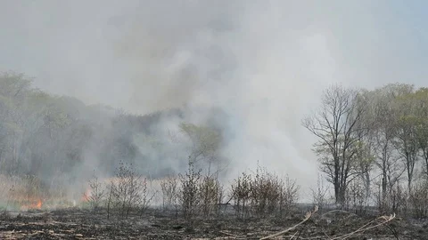 Bush fire Video stock 102491209