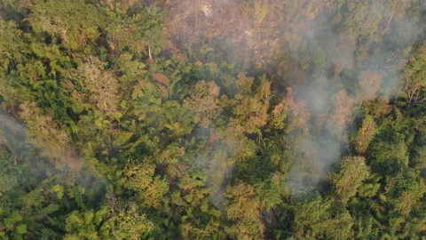 Bush fire on the mountain Stock Footage 133848885