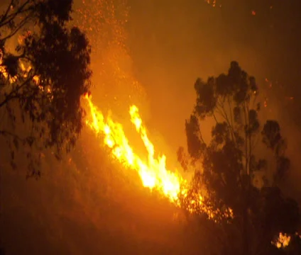 Bush fire at night Stock Footage 33403901