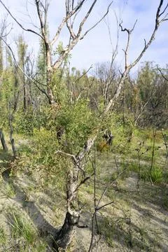 Bush Fire Regrowth Stock Photos