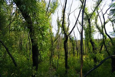Bush Fire Regrowth Stock Photos
