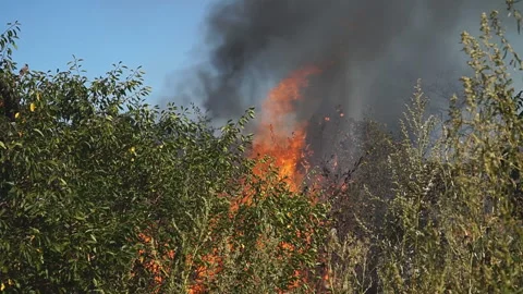 Bush fires that got out of control during the fire. Ecological disaster, killing Stock Footage 201168417