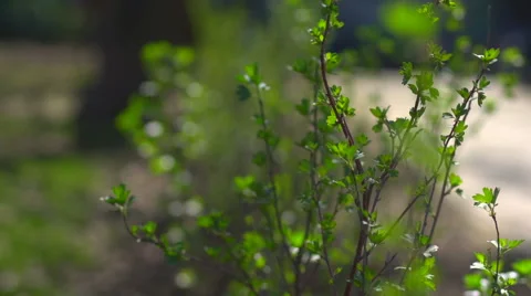 Bush with the first spring leaves Stock Footage 57725093