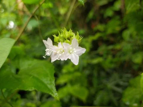 Bush flower Stock Photos