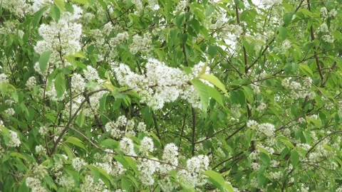 Bush of flowering bird cherry Vídeo Stock 131101333