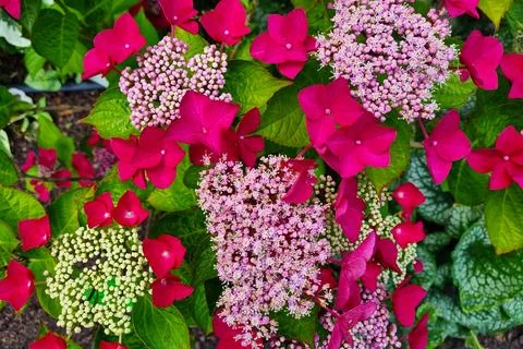 A bush of flowering hydrangeas in the park. Hydrangea background. 스톡 사진