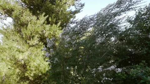 Bush Flowers With Dolly Stock Footage 12015259