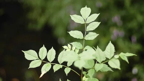 Bush foliage nature lush green forest Stock Footage