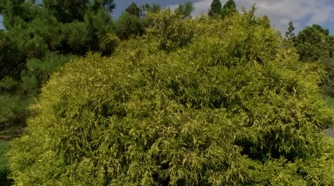 Bush Stock Footage 8600994