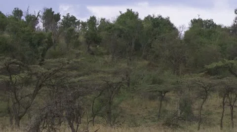 Bush Stock Footage 12653079