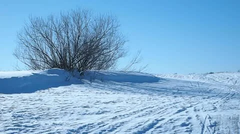 Bush Video stock 22013259