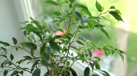 Bush Vídeo Stock 32475724