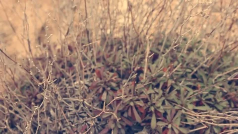 Bush Video stock 82469614