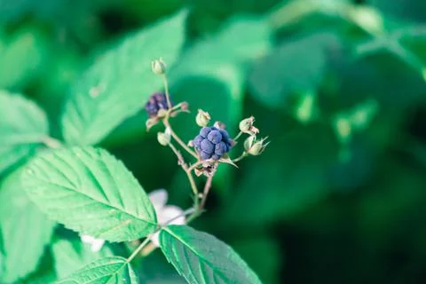Bush in the forest with blackberries Stock Photos