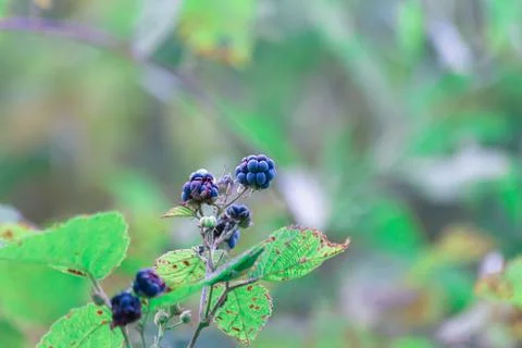 Bush in the forest with blackberries Stock Photos