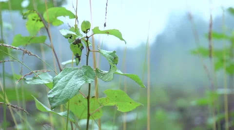 Bush in forest Stock Footage 47654267