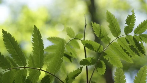 Bush in the forest Video stock 91736691