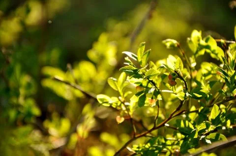 Bush. Forest Foto stock