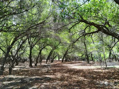 Bush Forest Stock Photos