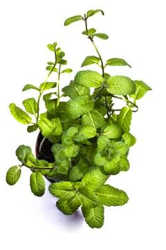 Bush of fragrant mint on a white background, top view Stock Photos