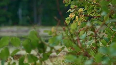 Bush in front of small forest lake 2 Hidden Swamp Oregon Cascades Oval Lake Mt. Stock-Footage 81604057
