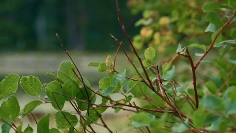 Bush in front of small forest lake Hidden Swamp Oregon Cascades Oval Lake Mt. Stock Footage 81604097