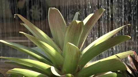 Bush in front of waterfall 動画素材 986888