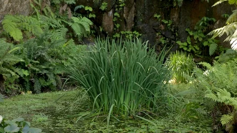 Bush In Front Of Waterfall Stock Footage 123702102