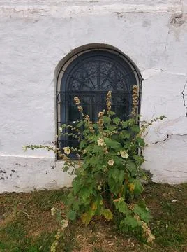 The bush in front of window in thick wall of the old building Foto stock