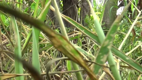 Bush grass with camera moving in a straight line Stock Footage 199029145