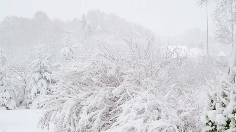 A bush of grass full with snow on it 스톡 동영상 90728768