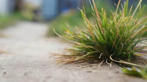 Bush of grass Stock Photos