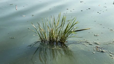 Bush Of Grass In A Swamp Stock Footage 250241835