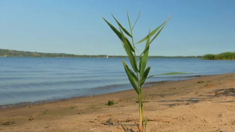 A bush of grass sways in the wind on a sandy shore with reeds and bushes on a Stock Footage 139850280