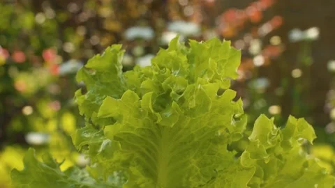 Bush of green fresh lettuce Stock Footage 137621634