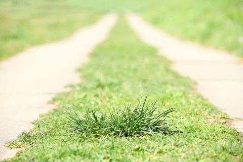 A bush of green grass between two coles of a concrete road extending into the Stock Photos