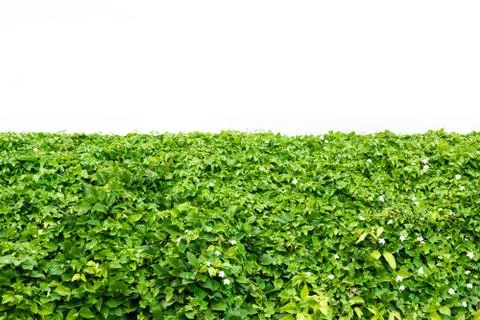 Bush of green leaf. Stockfoto's