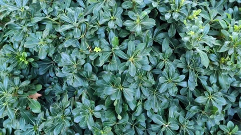 Bush with green leaves texture, closeup background Vidéo 255246366