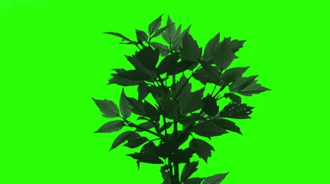 Bush on a Green Screen Stock Footage 37976258
