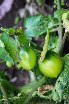 Bush of green tomato in the garden Stock Photos